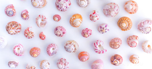 Gibbula Magus, magus top shell, great top shell, pink top shell, geknobbelde tolhoren