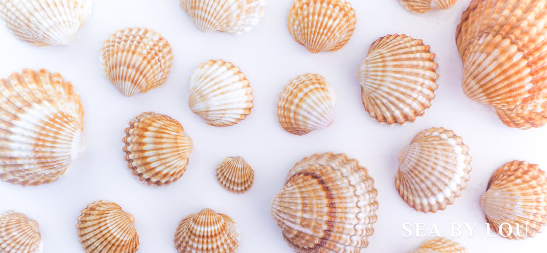 The Mediterranean Cockle or Acanthocardia tuberculata, Shells from Algarve Portugal