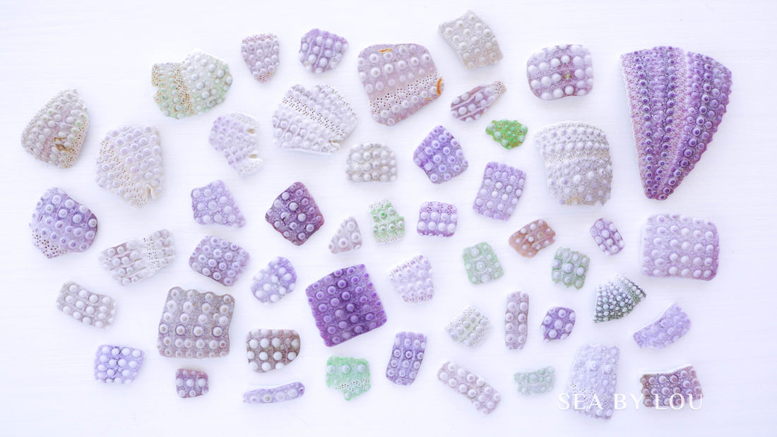 Purple Sea Urchins pieces from Portugal, Green Sea Urchin, Mix of pieces of Sea Urchins