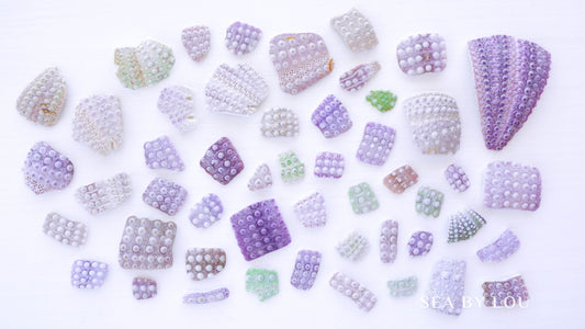 Purple Sea Urchins pieces from Portugal, Green Sea Urchin, Mix of pieces of Sea Urchins