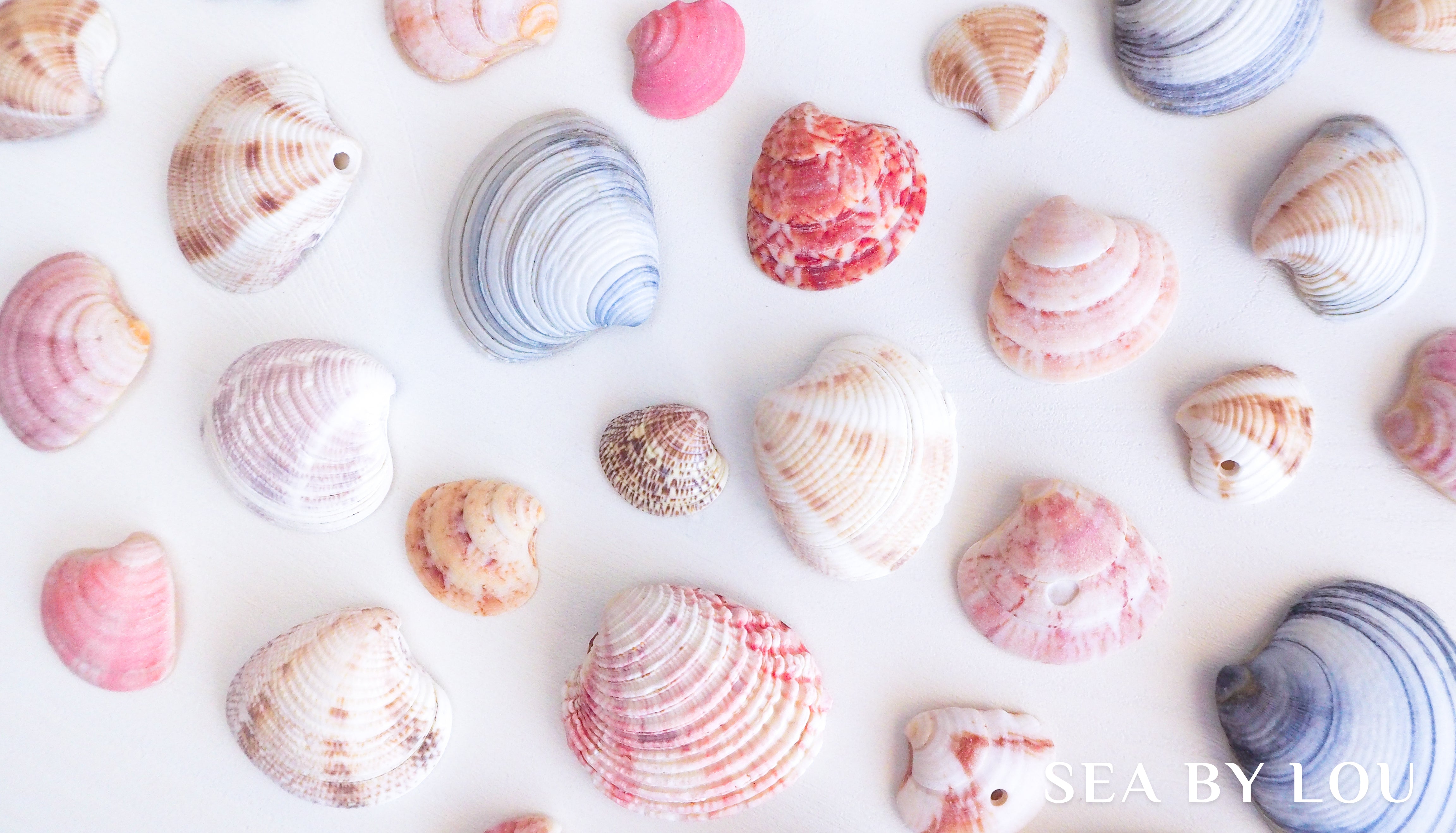 Venus Shell Banded Venus shell || Clausinella fasciata – Seabylou