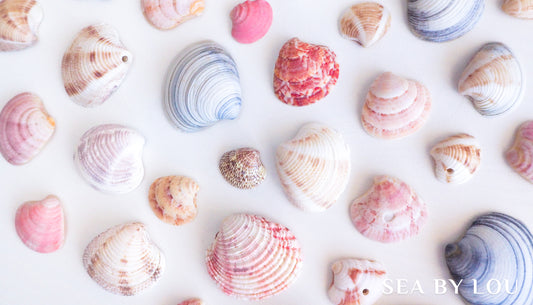 Clausinella fasciata, striped venus shell, banded venus shell, seabylou, sea by lou, shells portugal, portuguese shells