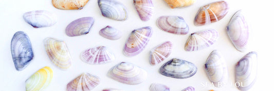 Coquina || Donax trunculus or Donax vittatus