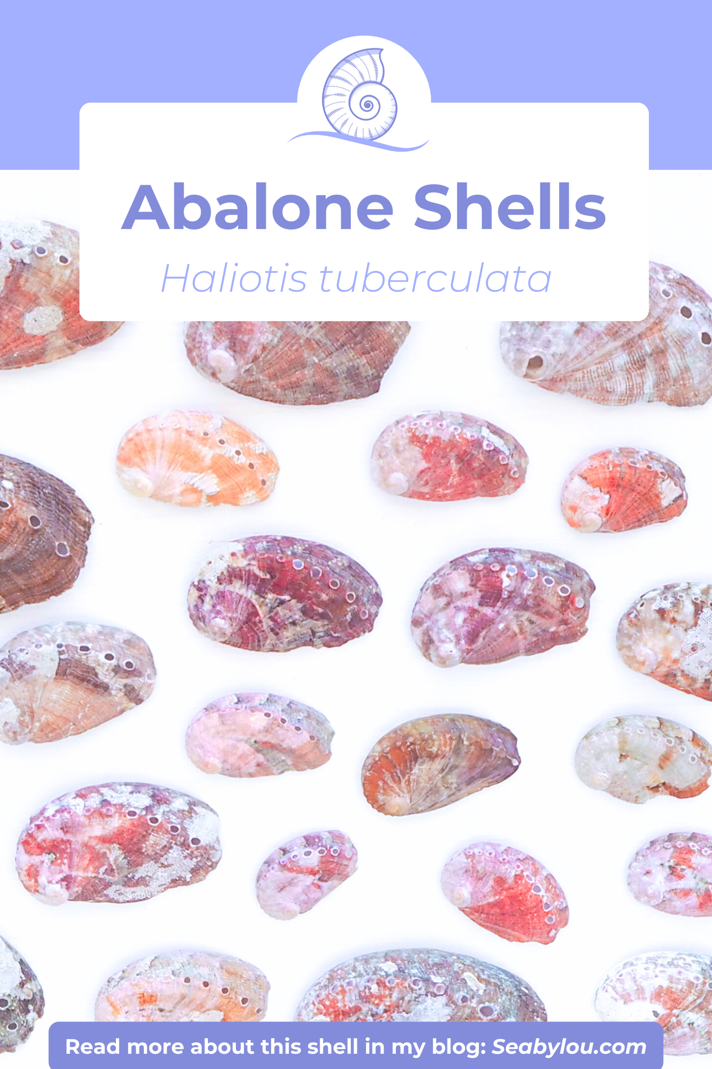 TINY ABALONE SHELL PEARL NECKLACE ~ Pink with Ivory White Pearl