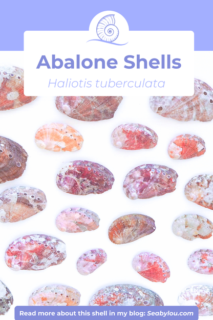 TINY ABALONE SHELL PEARL NECKLACE ~ Pink with Ivory White Pearl