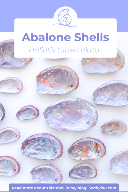 TINY ABALONE SHELL PEARL NECKLACE ~ Pink with Ivory White Pearl