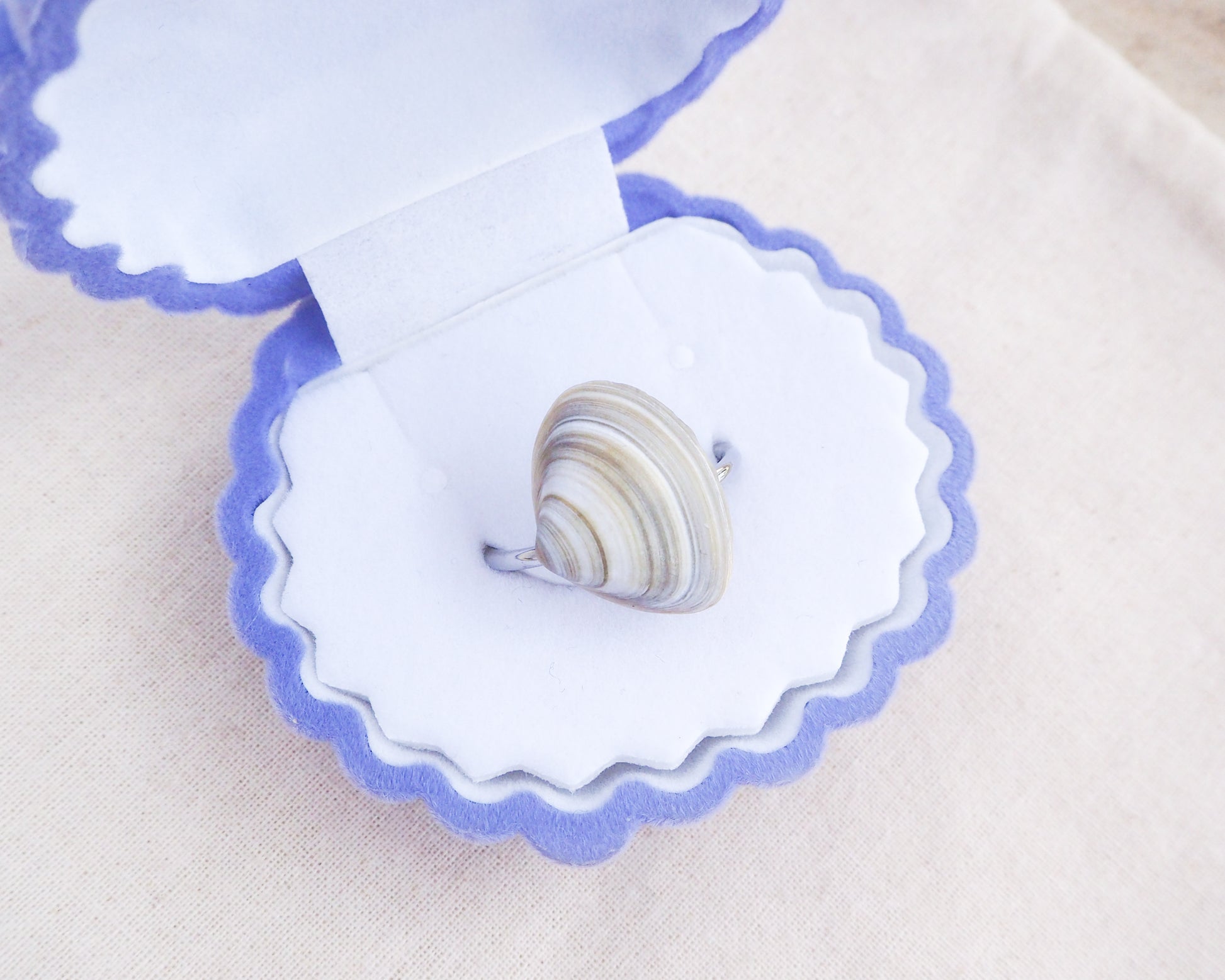 Silver Atlantic Surf Clam Shell Ring in seashell jewelry box displayed, Shell ring from Portugal
