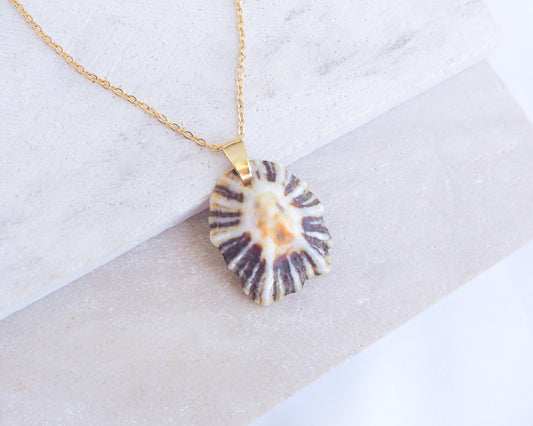 Black White Zebra Limpet Shell Gold Necklace displayed on stone 