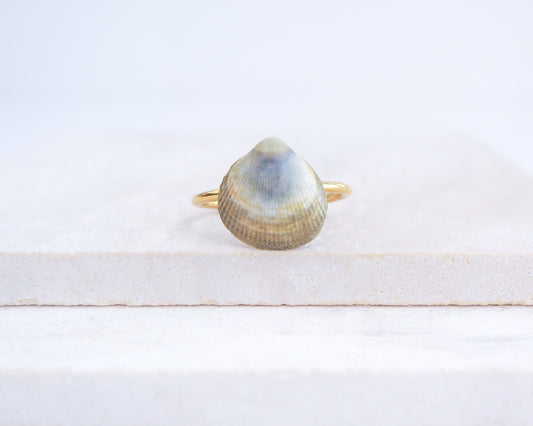 Blue Green Norwegian Cockle Shell Gold Ring on stone displayed, 18k gold stainless steel adjustable ring, handpicked cockle shell from Portugal 