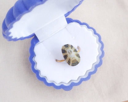 Green Common Keyhole Limpet Shell Ring in box