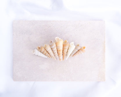 Common Tower Shells II Hair Clip Barrette, Boho Seashell Beach Clip from Portugal, Handpicked Real Shells, Seashell Hair Decoration, Bohemian Seashell Wedding Hair Assocciares, Coastal Christmas gift, Beach Wedding Hair