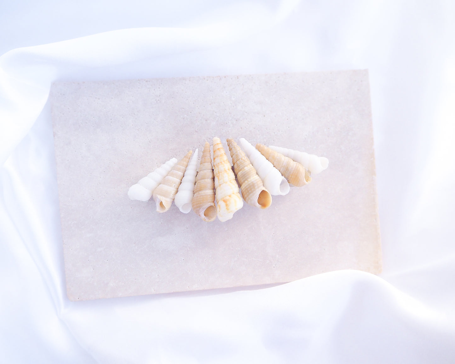Common Tower Shells Hair Clip Barrette on stone displayed, Boho Seashell Beach Clip from Portugal, Handpicked Real Shells, Seashell Hair Decoration, Bohemian Seashell Wedding Hair Assocciares, Coastal Christmas gift, Beach Wedding Hair