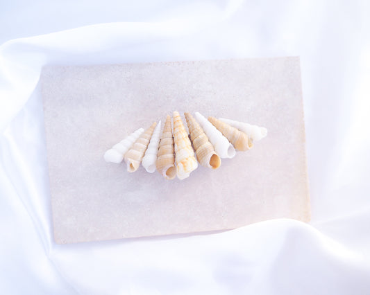 Common Tower Shells Hair Clip Barrette on stone displayed, Boho Seashell Beach Clip from Portugal, Handpicked Real Shells, Seashell Hair Decoration, Bohemian Seashell Wedding Hair Assocciares, Coastal Christmas gift, Beach Wedding Hair