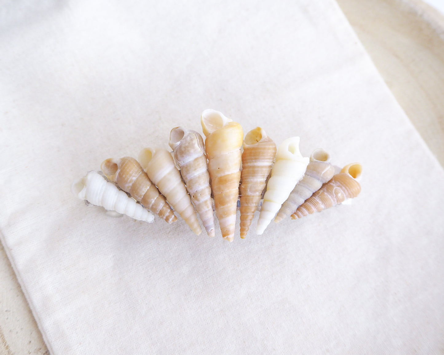 front view of Common Tower Shells II Hair Clip Barrette, Boho Seashell Beach Clip from Portugal, Handpicked Real Shells, Seashell Hair Decoration, Bohemian Seashell Wedding Hair Assocciares, Coastal Christmas gift, Beach Wedding Hair