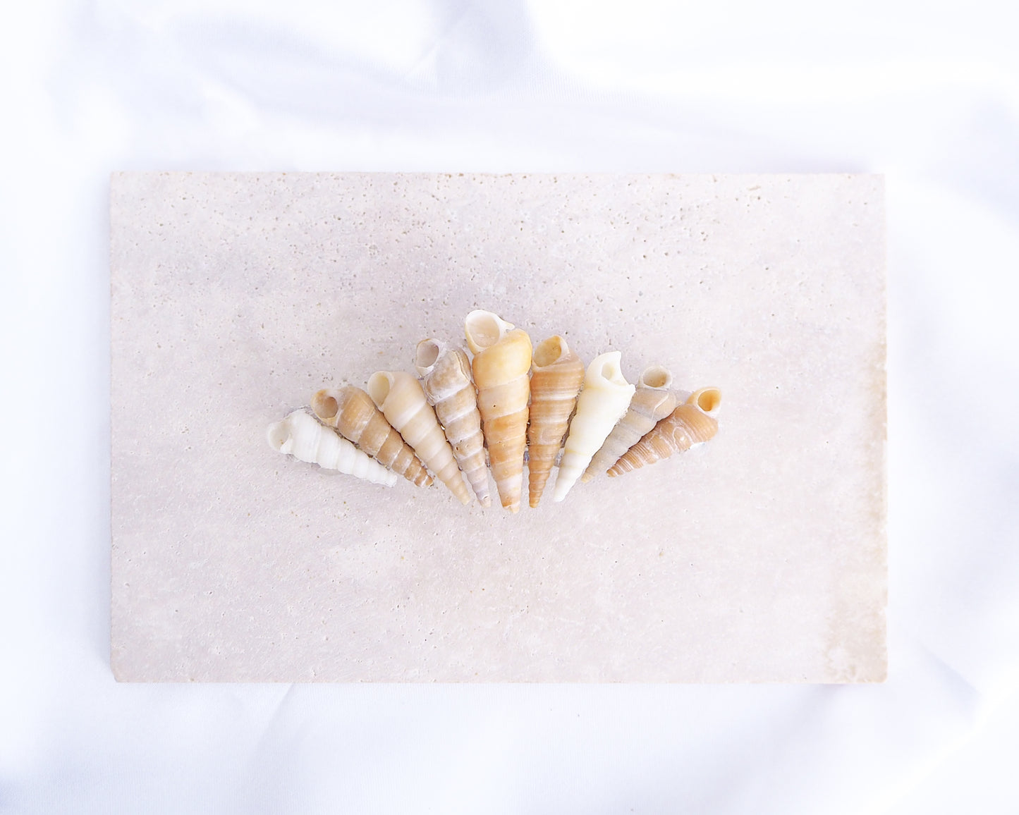 Common Tower Shells II Hair Clip Barrette, Boho Seashell Beach Clip from Portugal, Handpicked Real Shells, Seashell Hair Decoration, Bohemian Seashell Wedding Hair Assocciares, Coastal Christmas gift, Beach Wedding Hair