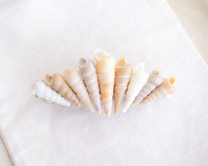 front view of Common Tower Shells II Hair Clip Barrette, Boho Seashell Beach Clip from Portugal, Handpicked Real Shells, Seashell Hair Decoration, Bohemian Seashell Wedding Hair Assocciares, Coastal Christmas gift, Beach Wedding Hair