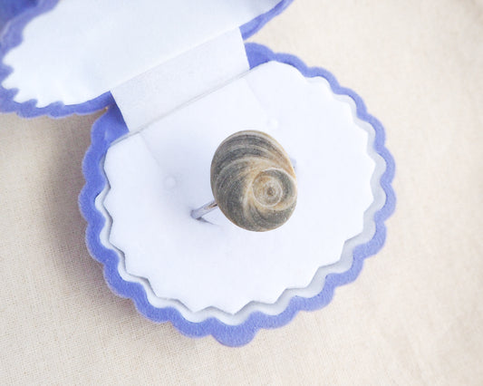 Dark Grey Eye of Saint Lucia Shell Silver Ring III in seashell jewelry box displayed, shiva eye from Portugal