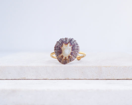 Dark Striped Limpet Shell Gold Ring II displayed on stone front view