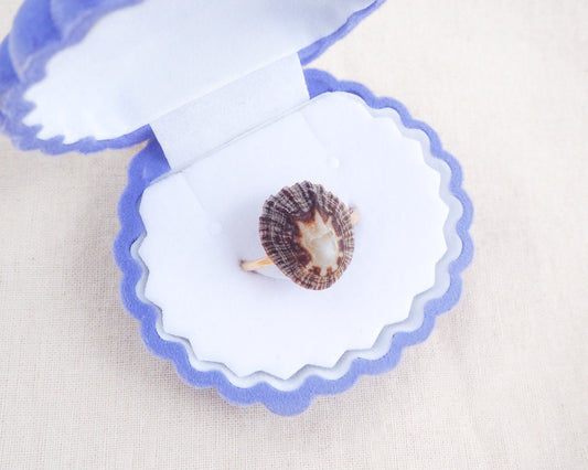 Dark Striped Limpet Shell Gold Ring II in blue seashell jewelry box