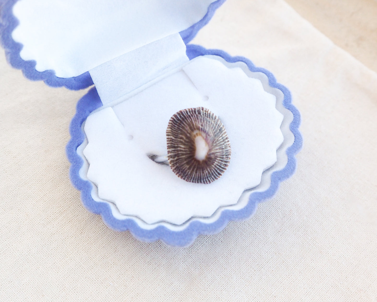 Dark Striped Limpet Shell Silver Ring in seashell jewelry box