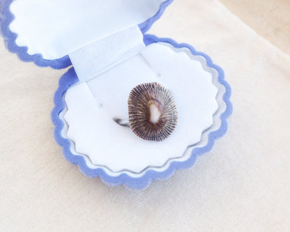 Dark Striped Limpet Shell Silver Ring in seashell jewelry box