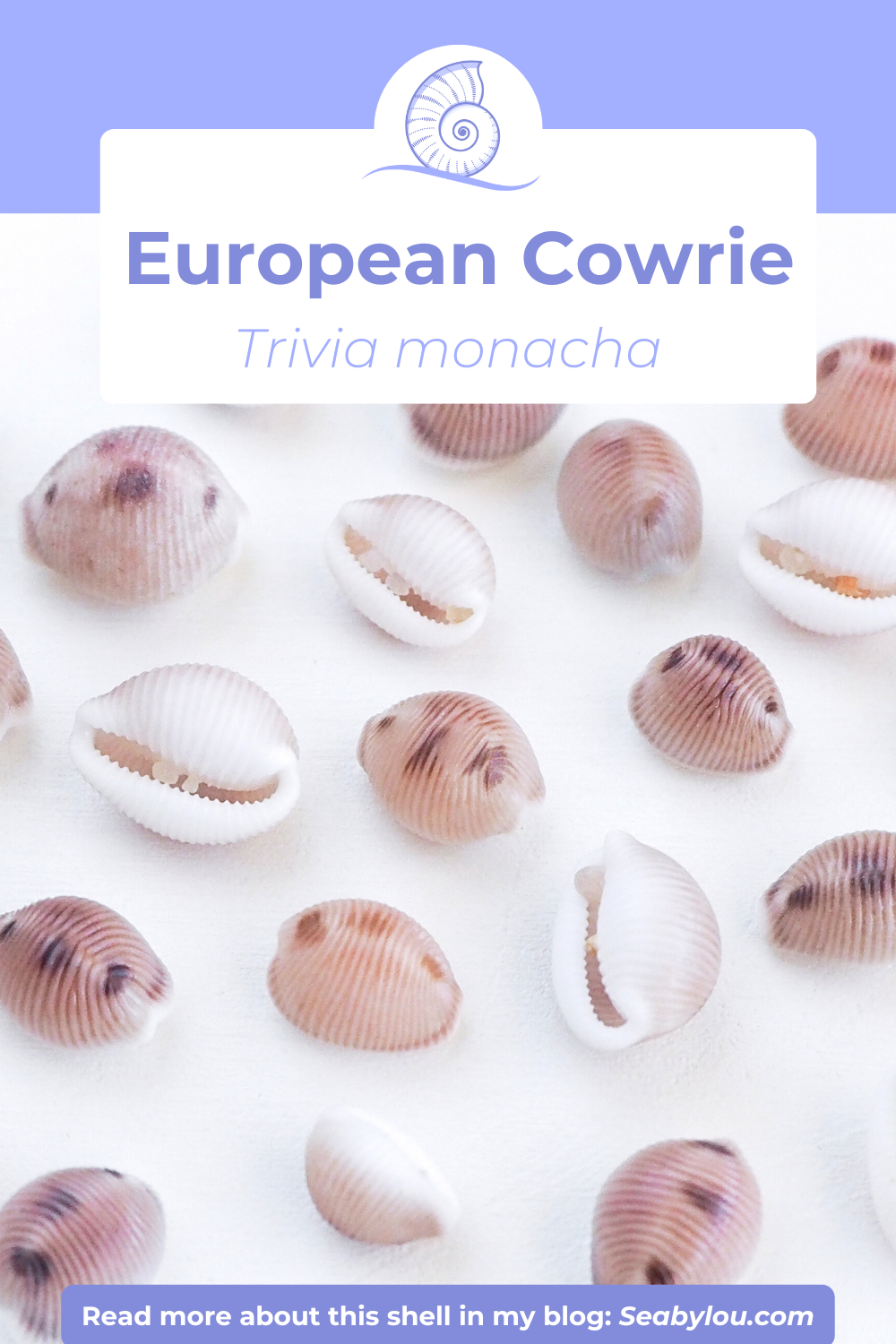 GOLD PEARL SHELL BRACELET ~ European Cowrie Shell