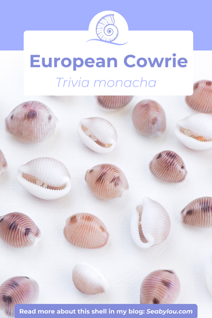 GOLD PEARL SHELL BRACELET ~ European Cowrie Shell