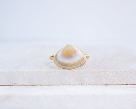 Gold Atlantic Surf Clam Shell Ring on stone displayed, Horizontal Clam Shell ring from Portugal
