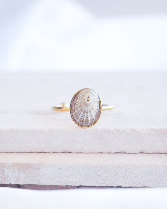 Gold Light Common Keyhole Limpet Shell Ring on display, Light Limpet Shell from Portugal set in a 18k gold stainless steel bezel adjustable ring 
