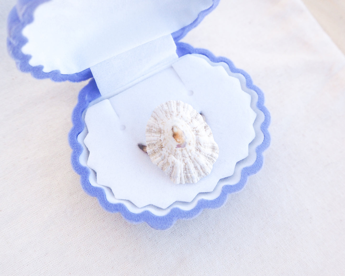 Limpet Shell Gold Ring from Portugal on in jewelry box