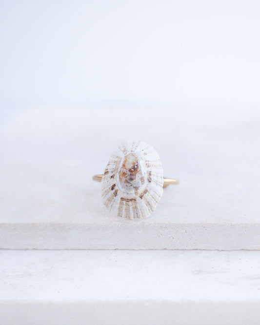 Close up front view of Light Limpet Shell V Gold Ring from Portugal on stone display, Handpicked Rough Limpet Shell from Portugal, Gold Stainless Steel ring with Limpet Shell