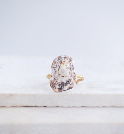 Limpet Shell Gold Adjustable Ring from Portugal on stone displayed