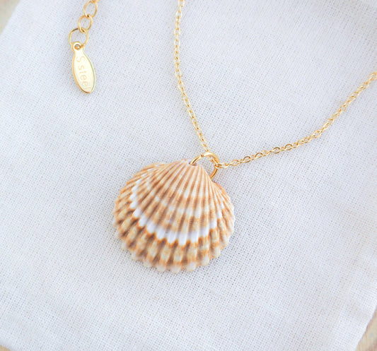 Gold Mediterranean Cockle Shell on display Necklace, Sunny Yellow Shell from Portugal