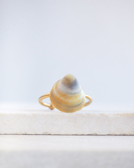 Rainbow Cockle Shell Gold Ring on stone displayed, 18k gold stainless steel adjustable ring, handpicked norwegian cockle shell from Portugal 