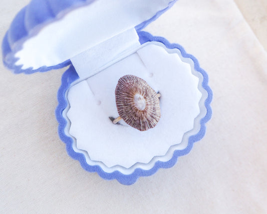 Dark Striped Limpet Shell Gold Ring in seashell jewelry box