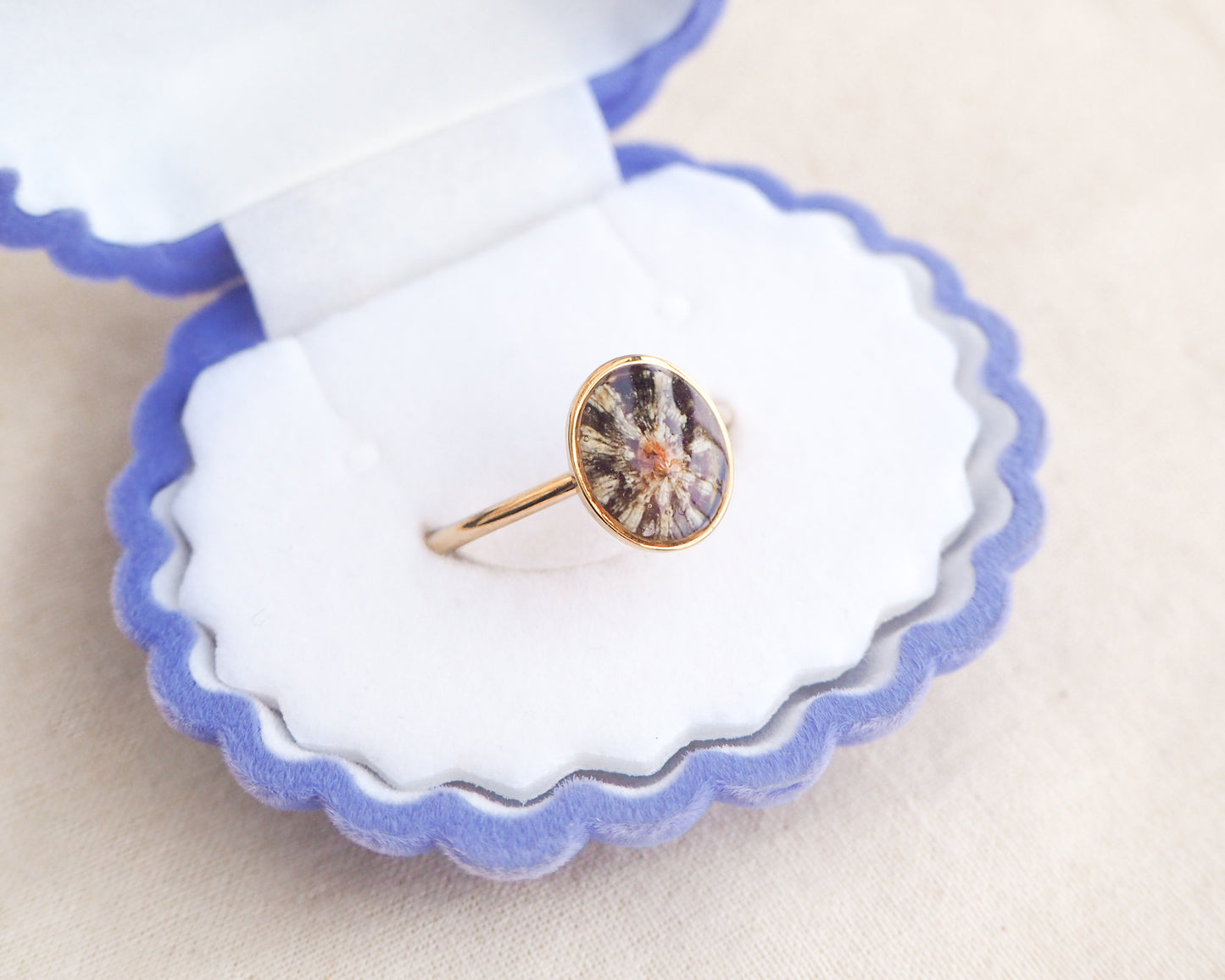 Tiny Zebra Limpet Shell Gold Ring displayed in velvet jewelry box, Limpet Shell Bezel Ring, 18k gold stainless steel, handpicked limpet from the beach of Portugal, Black-Footed Limpet Shell