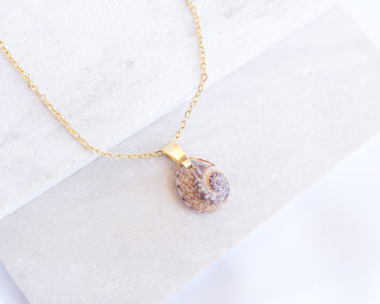 Gold Tritia Neritea Shell Necklace displayed on stone, handpicked tritia neritea shell from Portugal, 18k gold stainless steel necklace chain 