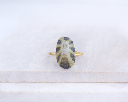 Green Limpet Shell Ring on display, Common Keyhole Limpet Shell Ring from Portugal