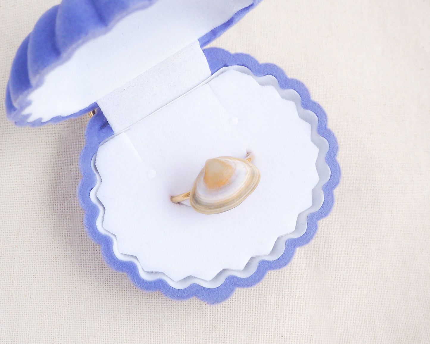Gold Atlantic Surf Clam Shell Ring in seashell box, Horizontal Clam Shell ring from Portugal