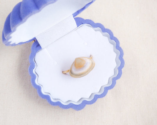 Gold Atlantic Surf Clam Shell Ring in seashell box, Horizontal Clam Shell ring from Portugal