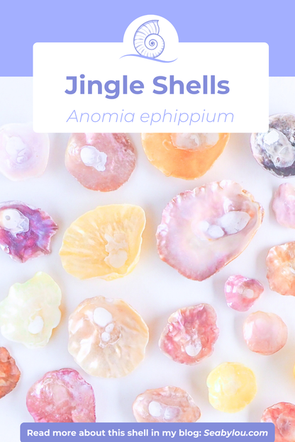 Colorful seashells on a white background with 'Jingle Shells' text and a purple border. Collection of pearl oyster shells saddle oysters from Portugal. 