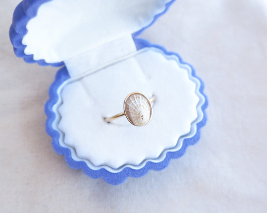 Gold Light Common Keyhole Limpet Shell Ring in blue white seashell jewelry box, Light Limpet Shell from Portugal set in a 18k gold stainless steel bezel adjustable ring 
