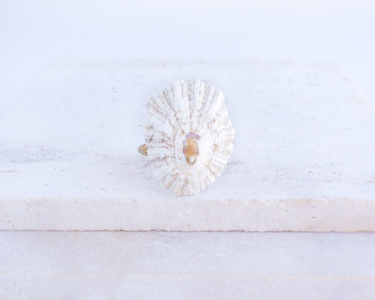 Limpet Shell Gold Ring from Portugal on display