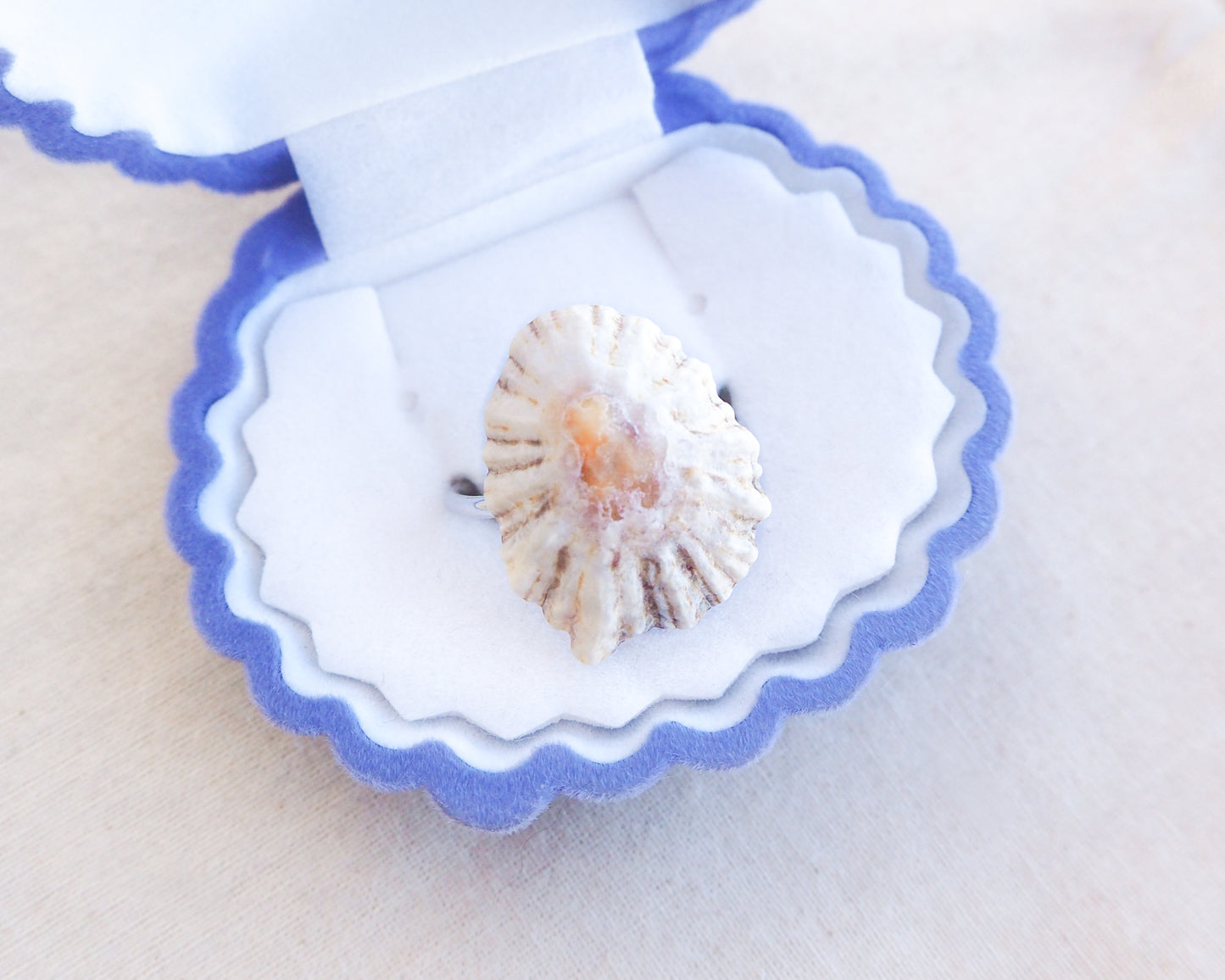 Light Limpet Shell Silver Ring in shell jewelry box