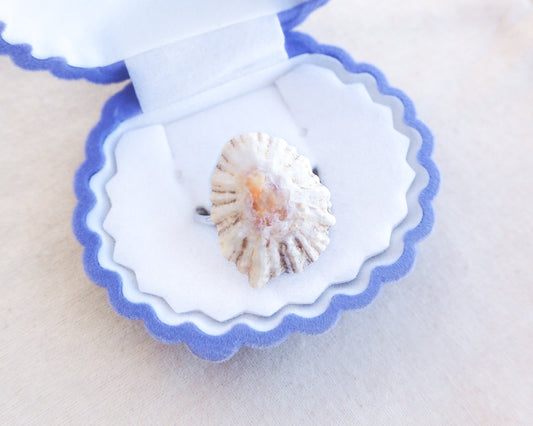 Light Limpet Shell Silver Ring in shell jewelry box