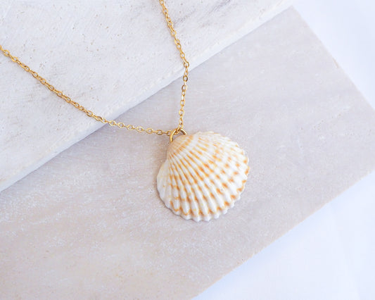 Mediterranean Cockle Shell pendant necklace from Portugal on a gold chain against a light background