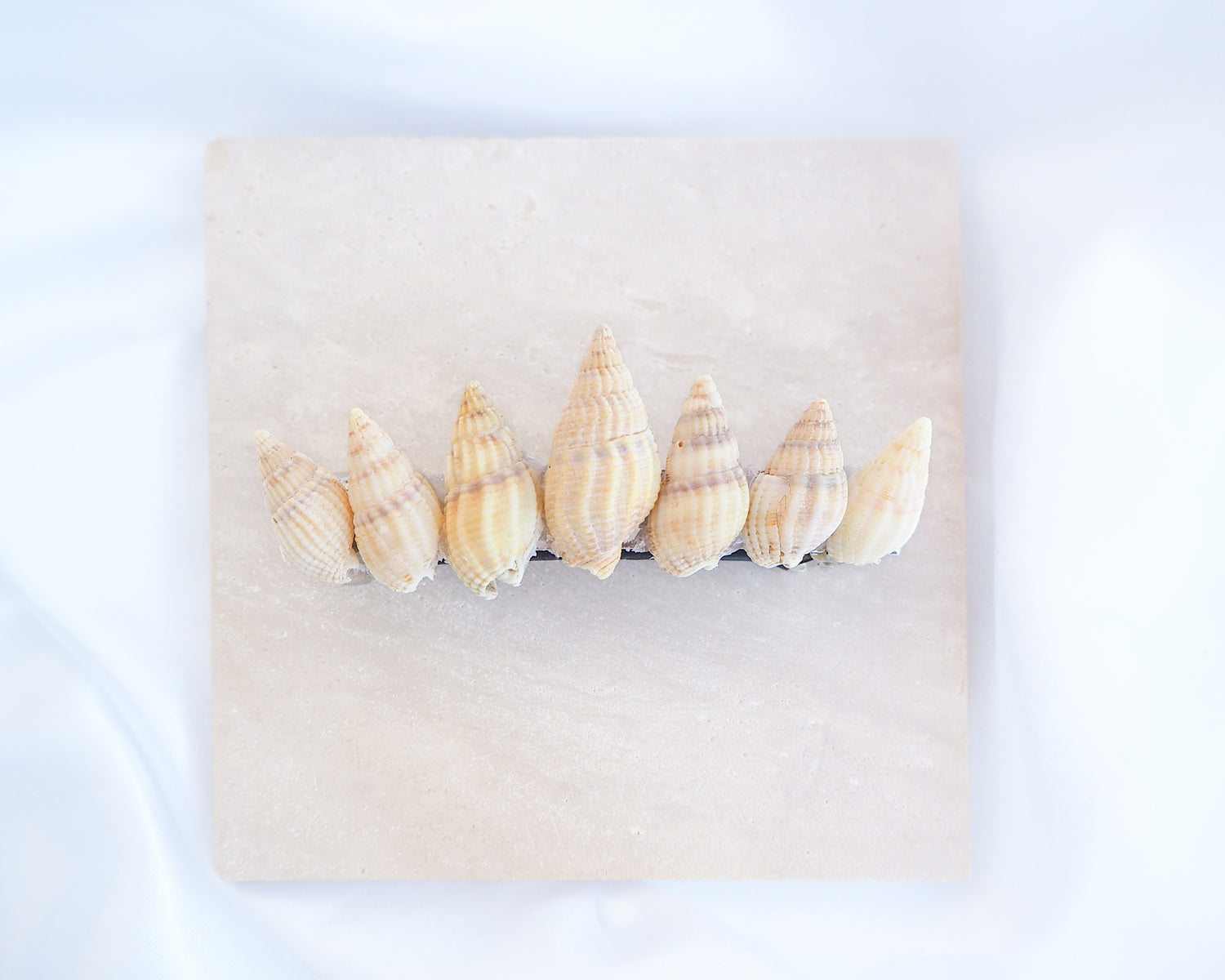 Light Netted Dog Whelk Shells Hair Clip Barrette displayed on stone, Boho Seashell Beach Clip from Portugal, Handpicked Real Shells, Seashell Hair Decoration, Bohemian Seashell Wedding Hair accessories, Coastal Christmas gift, Beach Wedding Hair