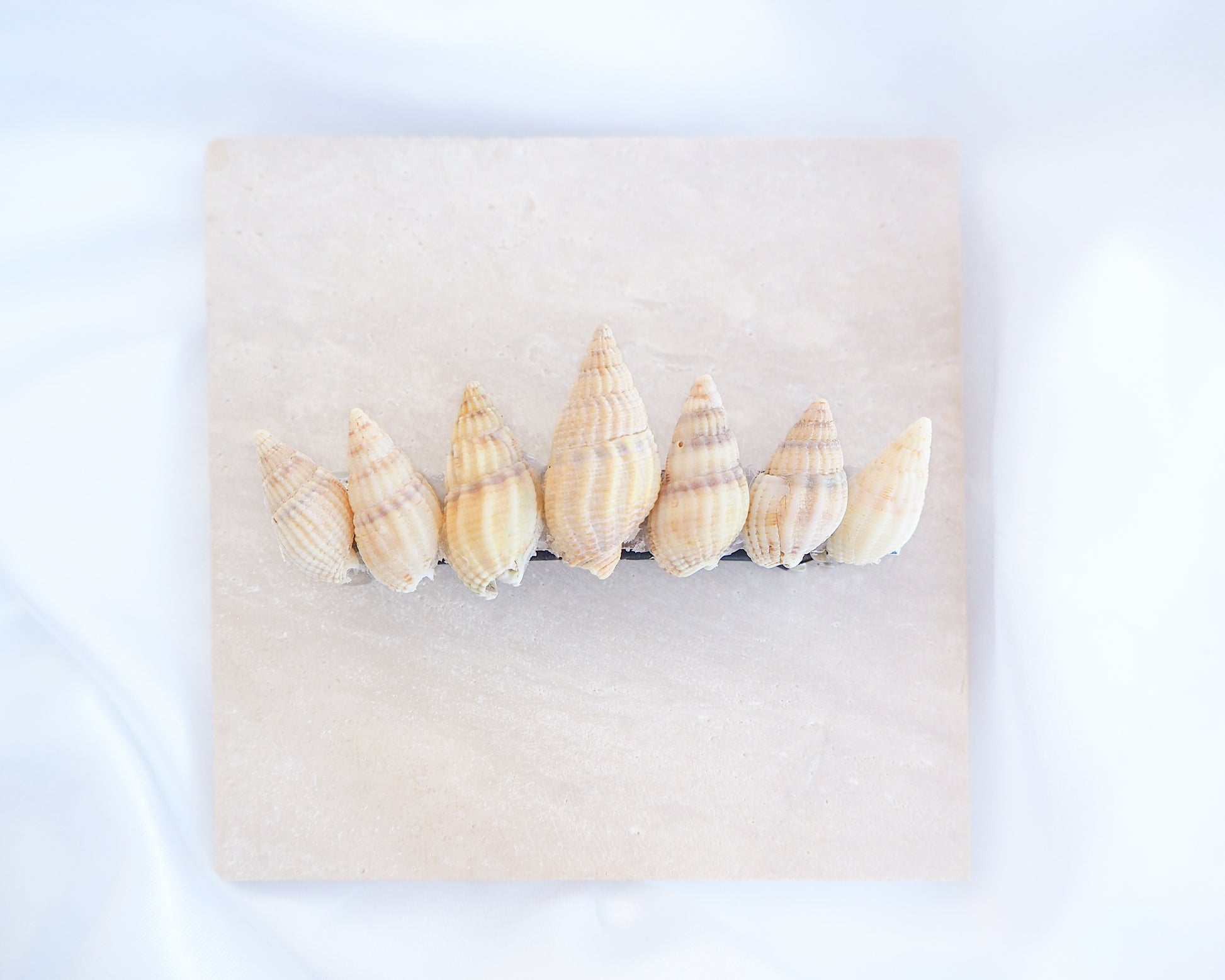 Light Netted Dog Whelk Shells Hair Clip Barrette displayed on stone, Boho Seashell Beach Clip from Portugal, Handpicked Real Shells, Seashell Hair Decoration, Bohemian Seashell Wedding Hair accessories, Coastal Christmas gift, Beach Wedding Hair