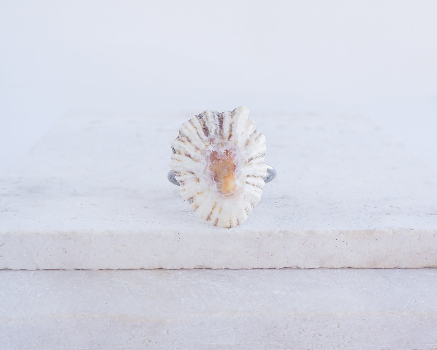 Light Limpet Shell Silver Ring on display