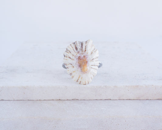 Light Limpet Shell Silver Ring on display